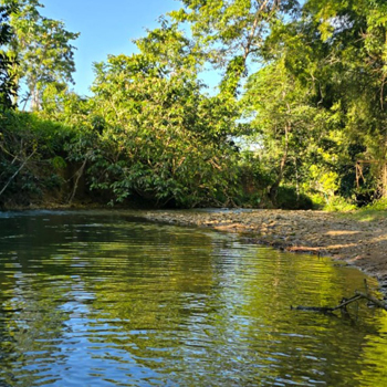 Bosque en solares Monte Plata República Dominicana